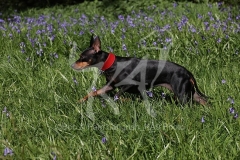 Terrier - English Toy