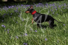 Terrier - English Toy