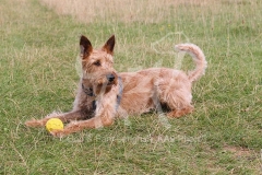 Terrier - Irish