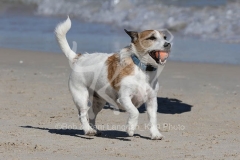 Terrier - Jack Russell