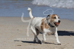 Terrier - Jack Russell