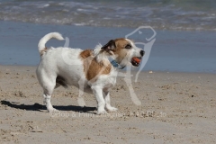 Terrier - Jack Russell