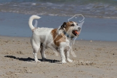 Terrier - Jack Russell