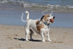 Terrier - Jack Russell