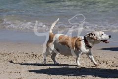 Terrier - Jack Russell