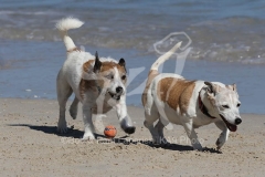 Terrier - Jack Russell