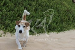 Terrier - Jack Russell