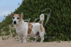 Terrier - Jack Russell