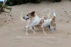 Terrier - Jack Russell