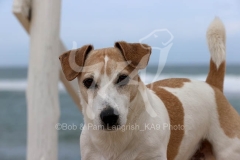 Terrier - Jack Russell