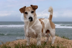 Terrier - Jack Russell