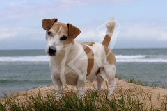 Terrier - Jack Russell