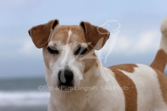 Terrier - Jack Russell