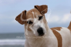 Terrier - Jack Russell