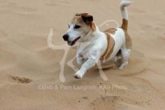 Terrier - Jack Russell