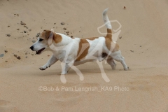 Terrier - Jack Russell
