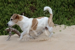 Terrier - Jack Russell