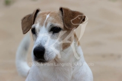 Terrier - Jack Russell