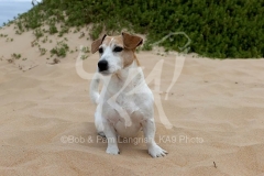 Terrier - Jack Russell
