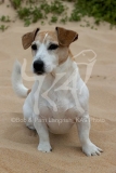 Terrier - Jack Russell