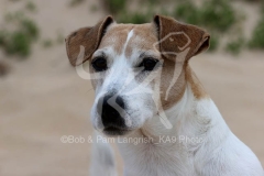Terrier - Jack Russell