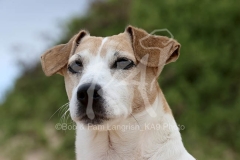 Terrier - Jack Russell