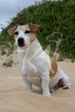 Terrier - Jack Russell