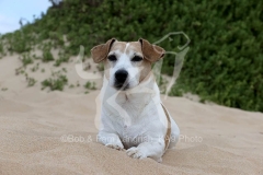 Terrier - Jack Russell
