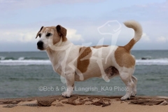 Terrier - Jack Russell