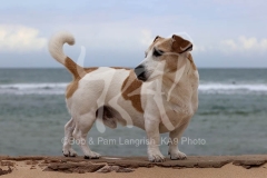 Terrier - Jack Russell