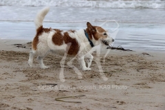 Terrier - Jack Russell