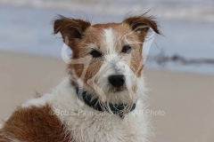 Terrier - Jack Russell