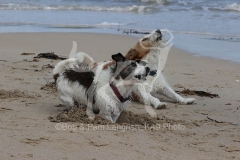 Terrier - Jack Russell