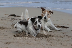 Terrier - Jack Russell