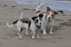 Terrier - Jack Russell