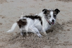 Terrier - Jack Russell