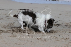 Terrier - Jack Russell