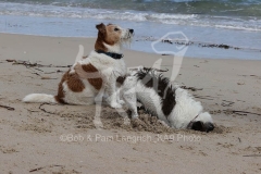 Terrier - Jack Russell