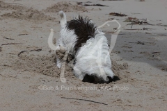 Terrier - Jack Russell