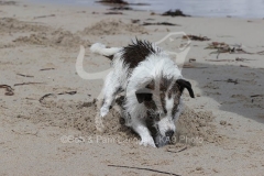 Terrier - Jack Russell