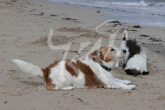 Terrier - Jack Russell