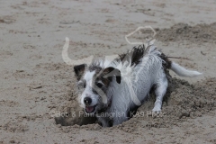 Terrier - Jack Russell