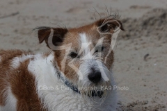 Terrier - Jack Russell