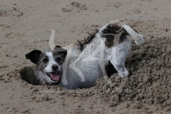 Terrier - Jack Russell
