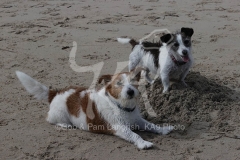 Terrier - Jack Russell