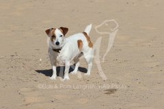 Terrier - Jack Russell