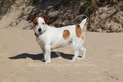Terrier - Jack Russell