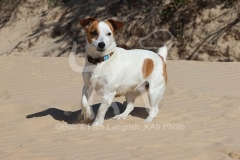 Terrier - Jack Russell