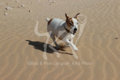 Terrier - Jack Russell