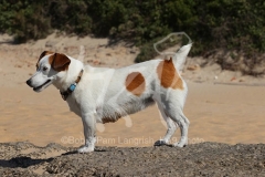Terrier - Jack Russell
